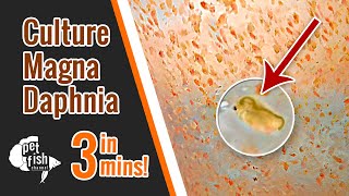 How to culture DAPHNIA MAGNA  The easy way [upl. by Behn541]