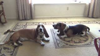 Basset Hounds Howling Lazy Style [upl. by Aihtennek]