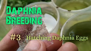 Daphnia Culture made simple and easy 3  Hatching Daphnia eggs [upl. by Yrag]