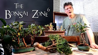 Creating Jade Bonsai Part 1 The Bonsai Zone Feb 2019 [upl. by Adehsar]