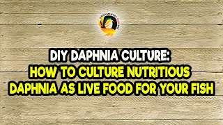 DIY Daphnia Culture How to Culture Nutritious Daphnia as Live Food for Your Fish [upl. by Brandice23]