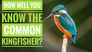 Common Kingfisher  Description Characteristics and Facts [upl. by Namqul]