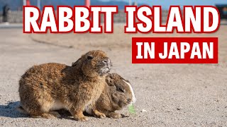 Visiting Okunoshima  Japans Famous Rabbit Island [upl. by Roid]