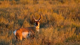 Pronghorn Experts in Speed and Sight [upl. by Nniw]