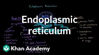 Endoplasmic reticulum and golgi apparatus  Cells  MCAT  Khan Academy [upl. by Erbua678]