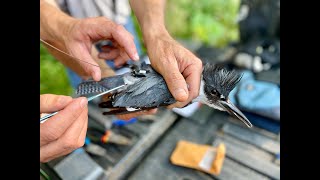 Uncovering the Mysterious Belted Kingfisher [upl. by Adiari]