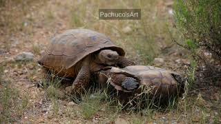 Scary desert tortoise fight [upl. by Aveneg236]