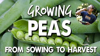 Growing Peas From Sowing to Harvest 💚 [upl. by Aiotal763]