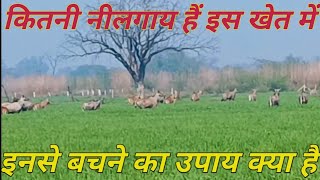 नीलगाय से अपने खेतों को कैसे बचाएं [upl. by Jacquetta993]