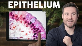 Epithelial Tissue Histology Explained for Beginners  Corporis [upl. by Yelsna594]