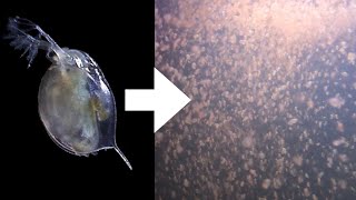 How I Culture Daphnia [upl. by Eelra]