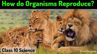 How do Organism Reproduce  CBSE Class 10 X Science Biology  Toppr Study [upl. by Atinwahs61]