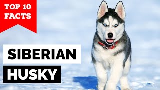 Siberian Husky  Top 10 Facts [upl. by Annayat]