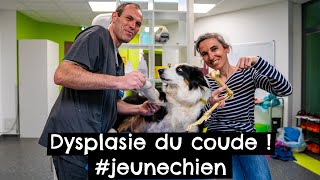 Dysplasie du coude  jeunechien [upl. by Charita]