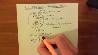 The Sarco  Endoplasmic Reticulum Calcium ATPase SERCA Part 1 [upl. by Edson]