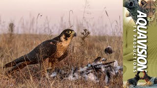 Peregrine Falcon Hunting 🦅  Falconeering [upl. by Dodge]