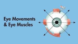 Cardinal Positions of Gaze  Eye Movements and Eye Muscles  Cranial Nerves  MEDZCOOL [upl. by Biernat]