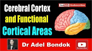 Cerebral Cortex and Functional Areas Dr Adel Bondok [upl. by Dong131]