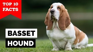 Basset Hound  Top 10 Facts [upl. by Alieka]