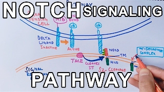 Mechanism of NOTCH SIGNALING PATHWAY [upl. by Arodnap]