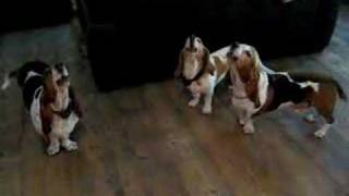 Basset hound concerto [upl. by Spence89]