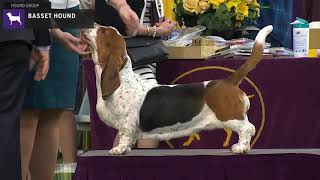 Basset Hounds  Breed Judging 2020 [upl. by Kenneth]