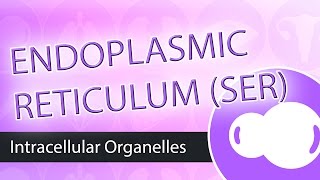 Intracellular Organelles Smooth Endoplasmic Reticulum SER [upl. by Taylor506]