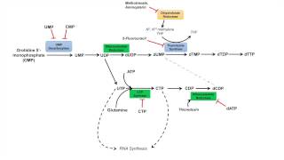 Pyrimidine Synthesis and Salvage Pathway [upl. by Telfer928]