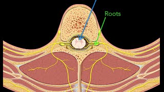 Spinal nerves [upl. by Theobald649]