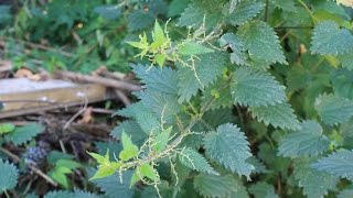 Common Stinging Nettle Identification edited  see description [upl. by Fabrice467]