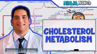 Metabolism  Cholesterol Metabolism [upl. by Shererd925]