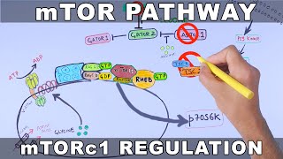 mTOR Pathway and its Regulation [upl. by Noet243]