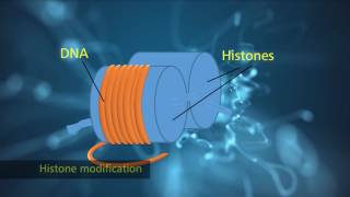 Histone Modification [upl. by Htebaile162]