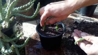 How to grow cactus from cutting Orbea variegata Stapelia variegata [upl. by Nylsirk]