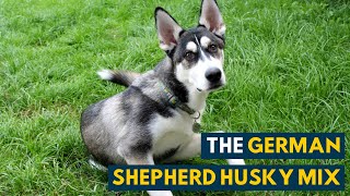 German Shepherd Husky Mix A Pet Parents Guide to The Gerberian Shepsky [upl. by Tryck]