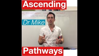 Sensory Pathways MADE EASY [upl. by Spielman332]