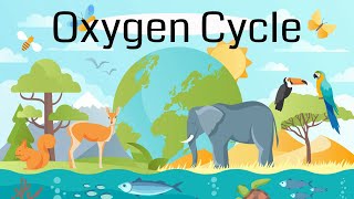 The Oxygen Cycle Explained [upl. by Ahseya]