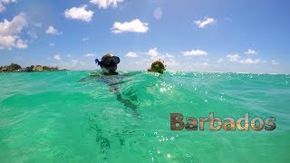 Paradise Found 7 Days of Tropical Delights in Barbados [upl. by Laniger]