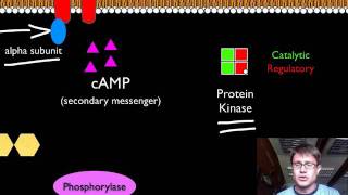 Signal Transduction Pathways [upl. by Butch]