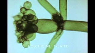 11 Growth and Morphogenesis of a Plant Cell Nitella axillaris [upl. by Sivrup]