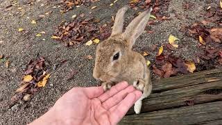 Okunoshima Rabbit Island 🐇Japan 🇯🇵0310244K [upl. by Skrap656]