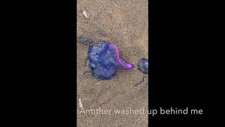 Portuguese Man of War Attacks [upl. by Einahc126]