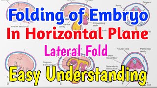 Folding of embryo in horizontal plane  Lateral Folding of embryo easy Understanding [upl. by Nnayhs]