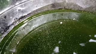 DAPHNIA MOINA CULTURE IN A SMALL BUCKET [upl. by Kurtz312]