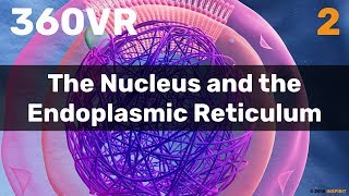 Chapter 2 The Nucleus and the Endoplasmic Reticulum [upl. by Denver]