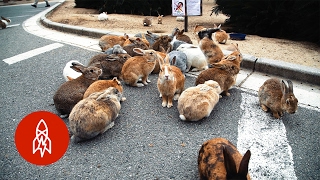 The Mystery of Rabbit Island [upl. by Issi]