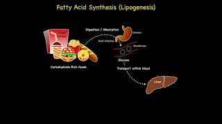 Fatty Acid Synthesis Lipogenesis [upl. by Rudolph125]