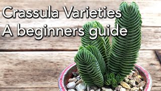 Crassula Varieties  A beginners guide [upl. by Lohrman]