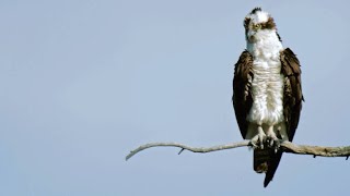 Peregrine Falcon Attempts to Steal Prey from Osprey [upl. by Merkle]