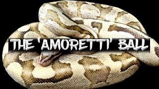 The Amoretti Ball Python [upl. by Francklin314]